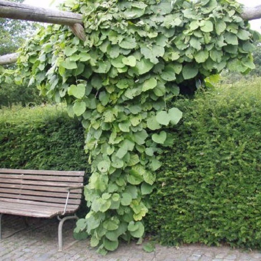 A wooden bench sits next to a large, leafy vine growing on a wooden structure, with a hedge in the background.