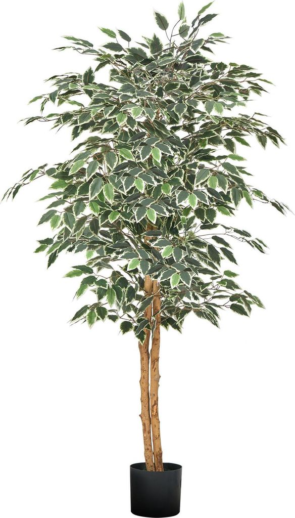 A full shot of a faux ficus tree in a black pot, isolated on a white background.