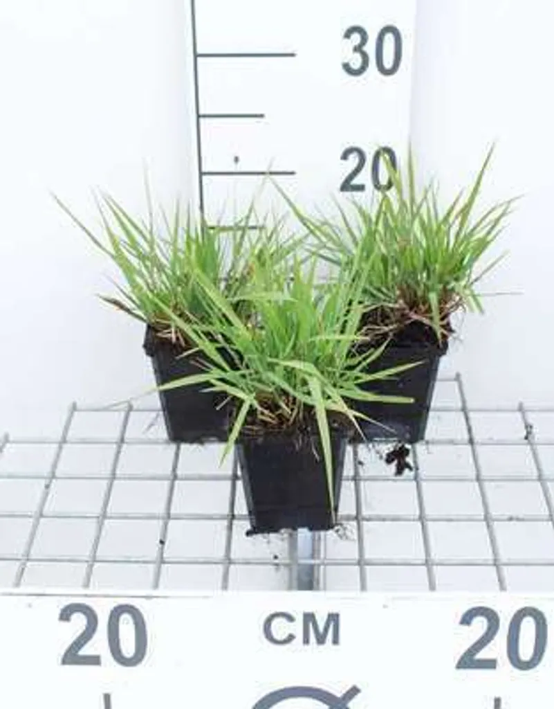 Graminée Herbe de l'amour Eragrostis spectabilis vivace lot de 6 pots