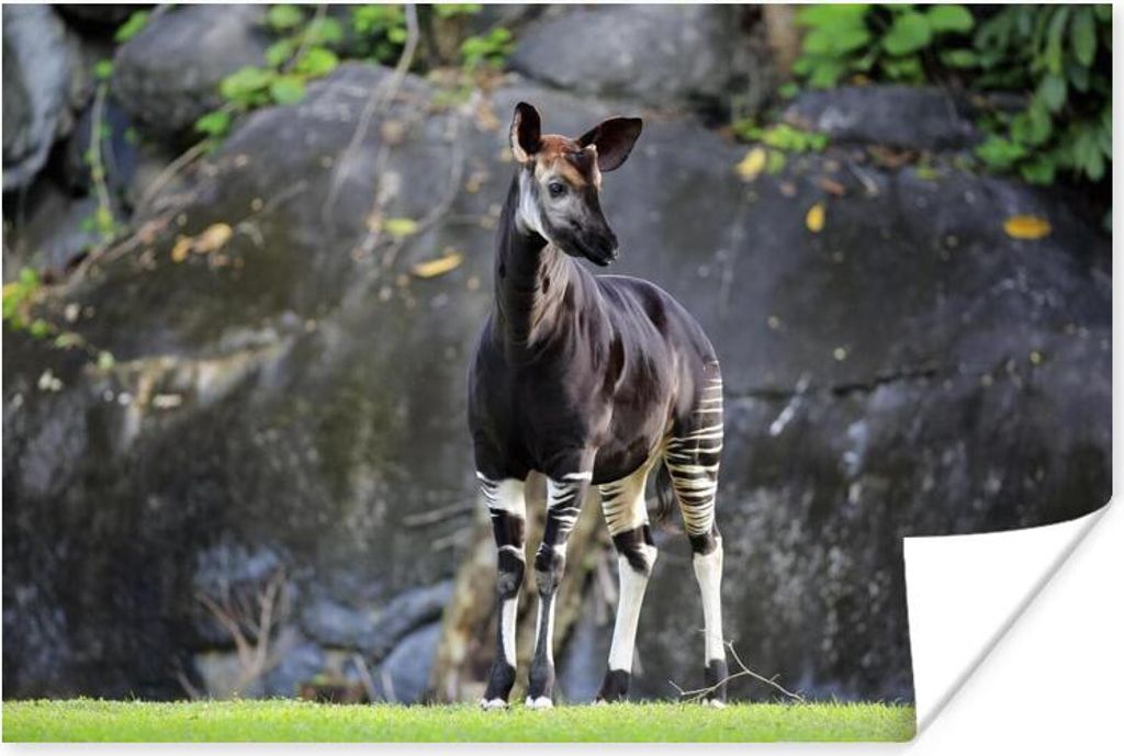 MuchoWow Poster Okapi im Grasland 180x120 cm - Fotoplakat