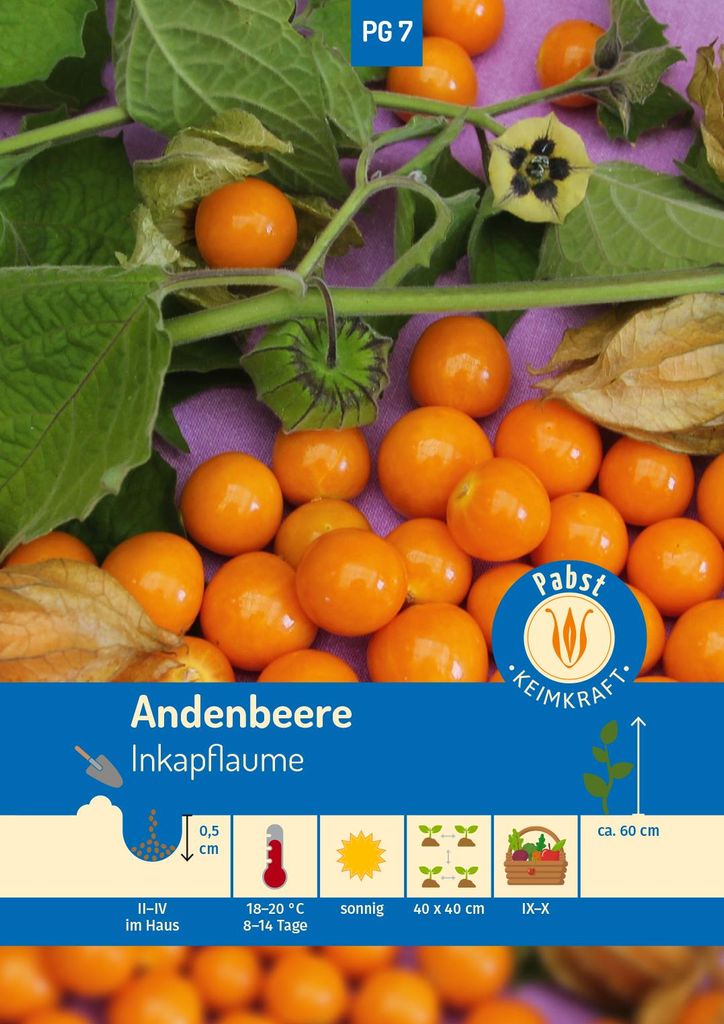 Artikelbild 1 von 'Andenbeere Inkapflaume' aus der Kategorie Andenbeerensamen