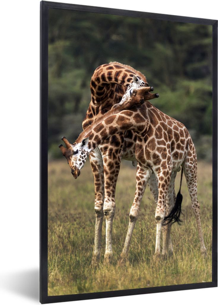 MuchoWow Gerahmtes Poster Zwei Giraffen mit verschlungenen Hälsen 40x60 cm - Poster mit Schwarzem Bilderrahmen Wandposter Rahmen Foto Bilder - P...