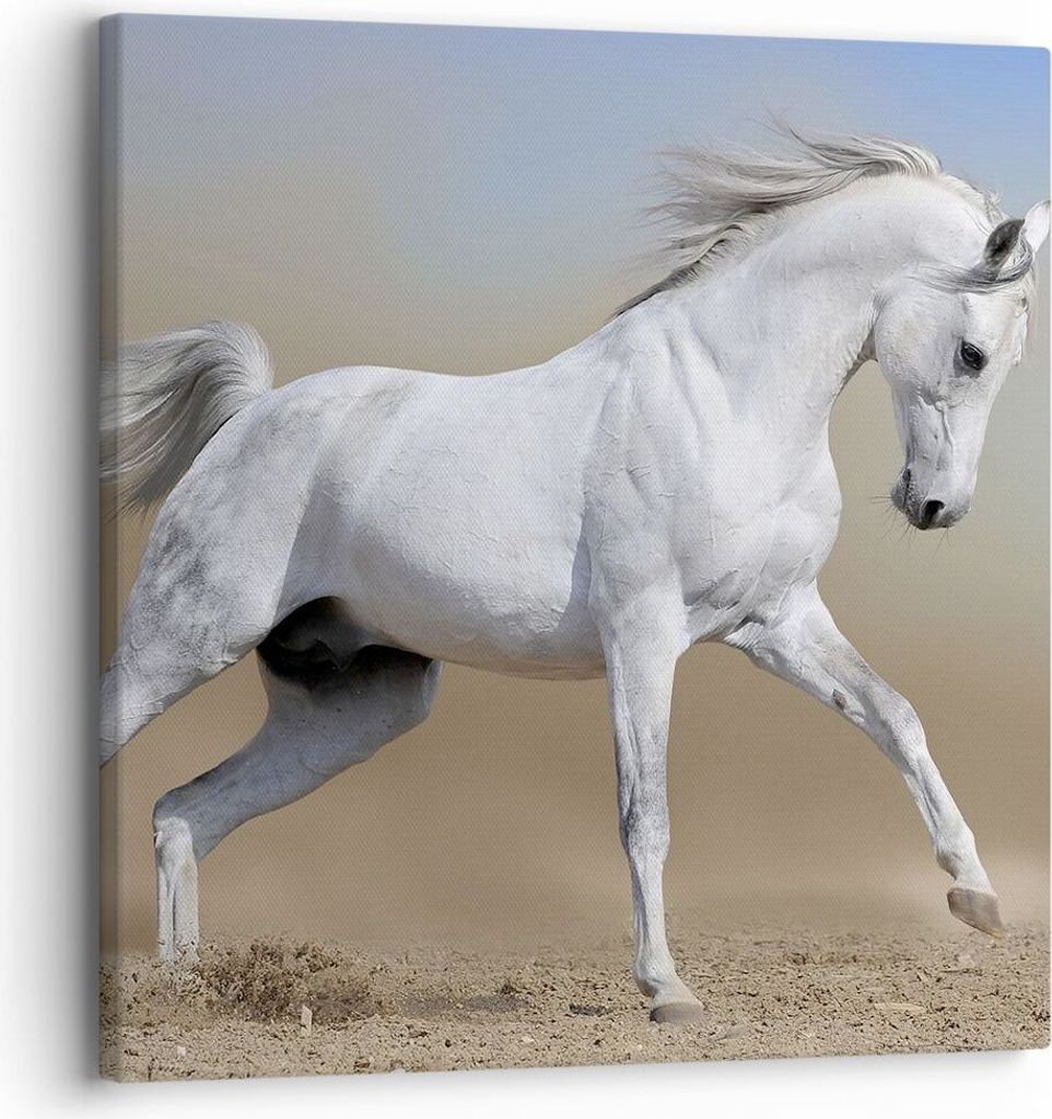 Bild auf Leinwand - Leinwandbild - Pferd weiß Tier - 30x30cm - Wand Bild - Wanddeko - Wandbilder - Leinwanddruck - Bilder - Kunstdruck - Wanddekor...