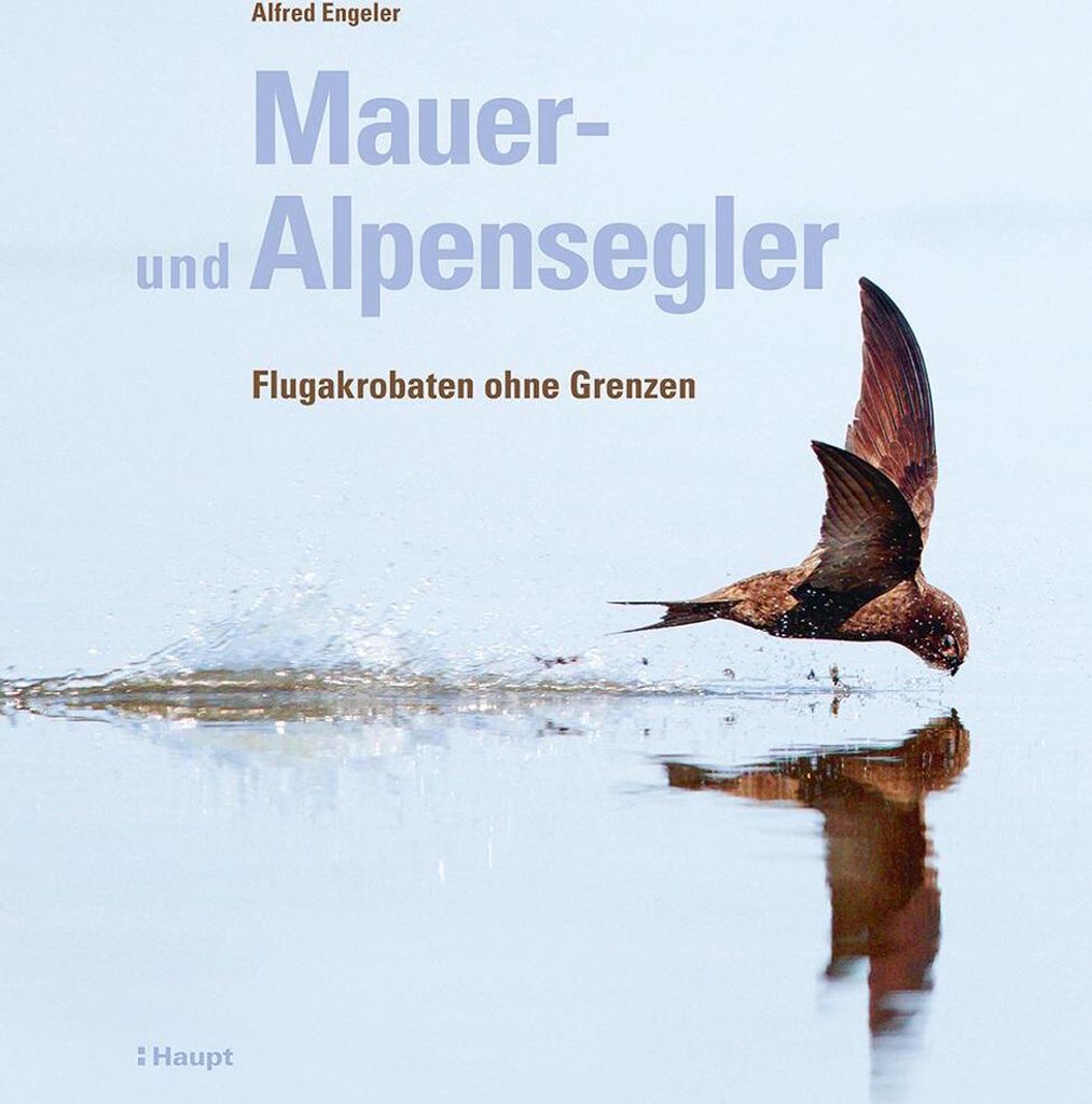 Mauer- und Alpensegler