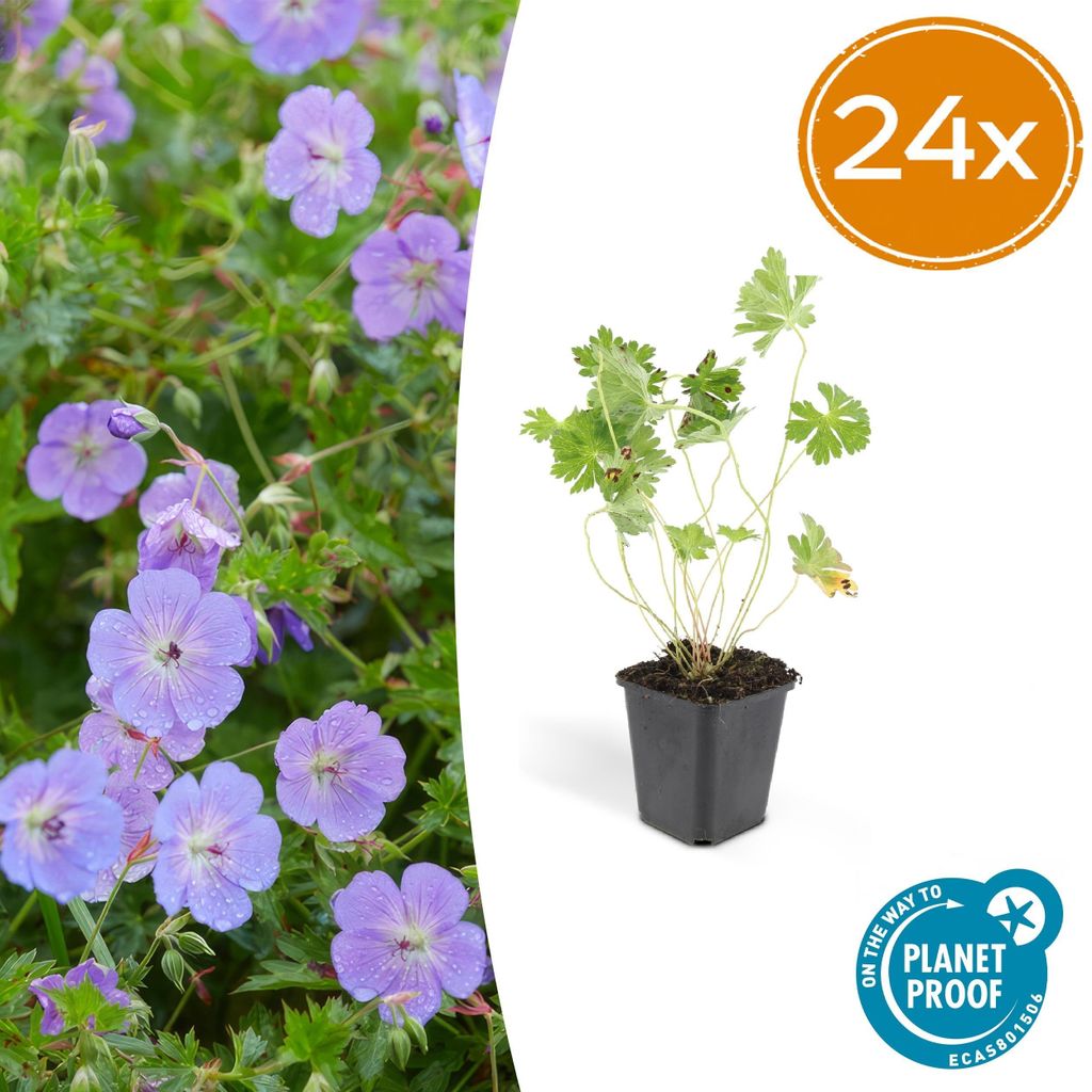 Geranie Rozanne | 24 Stück - 10-25cm - Ø9cm - Gartenpflanze