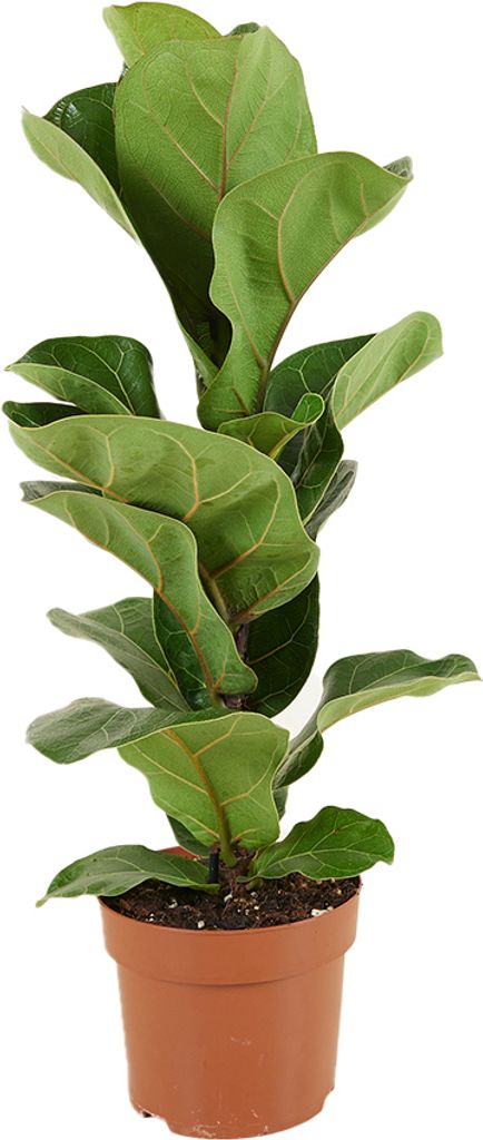 Bloomique - Ficus Lyrata Bambino - Geigenfeige - Zimmerpflanzen - Pflegeleicht - Luftreinigend - Höhe 30-40 cm - Topf 12 cm