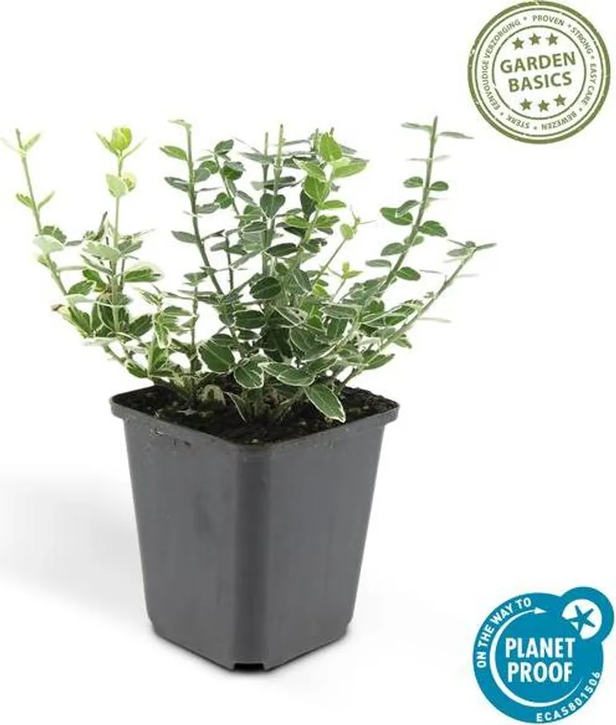 Fusain Euonymus fortunei : la solution couvre-sol facile - 12 plants - 3