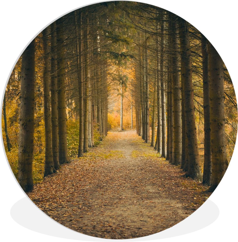 MuchoWow Rundes Wandbild - Runde Bilder Pfad - Bäume - Wald Ø 30 cm Kreis Wanddekoration Kunststoff - Wandkreis - Wandschmuck - Schlafzimmer - ...