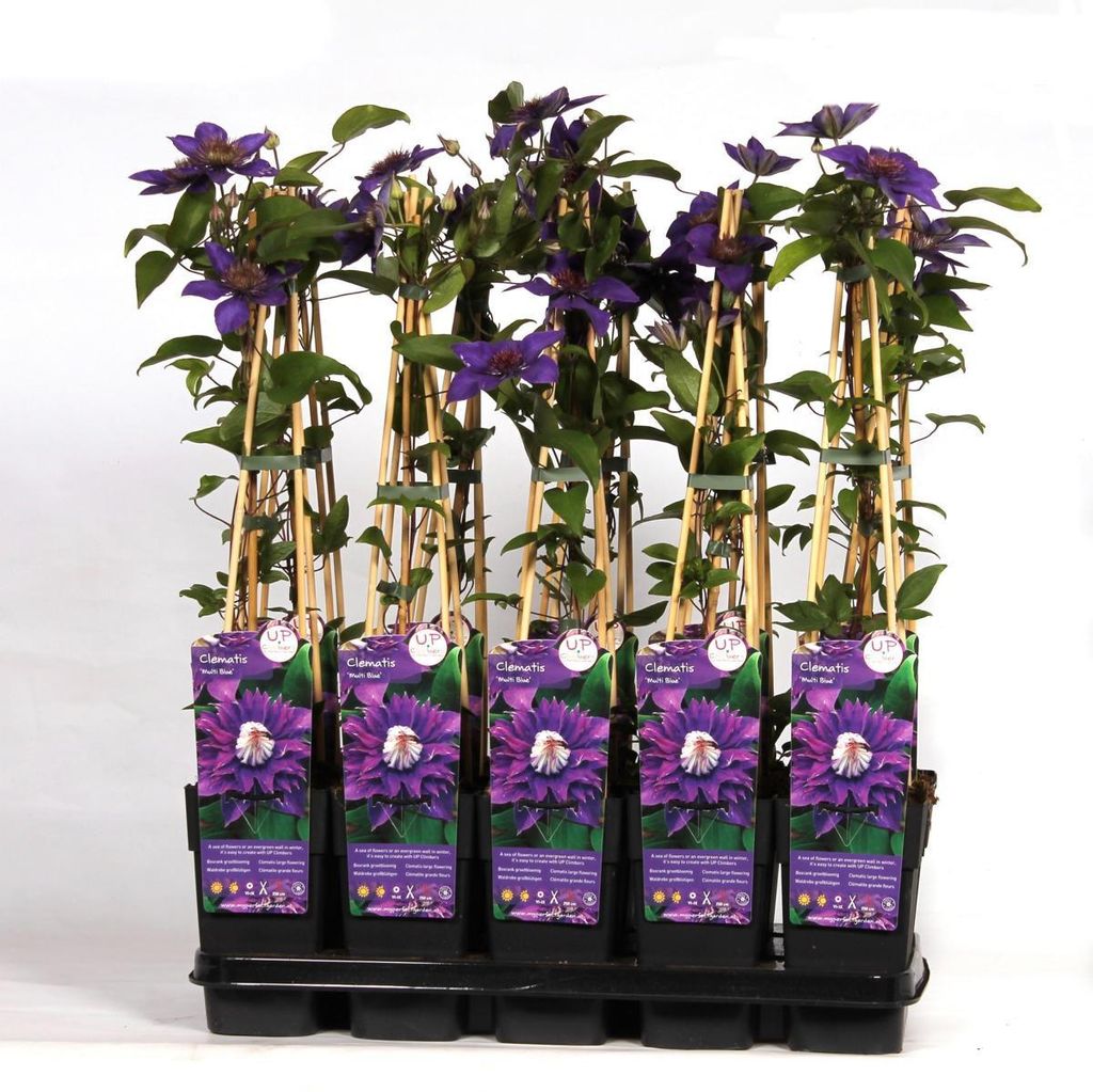 Clematis Multi Blue - Clematis Blauw - Ø15cm - ↕65cm Immagine del prodotto 
