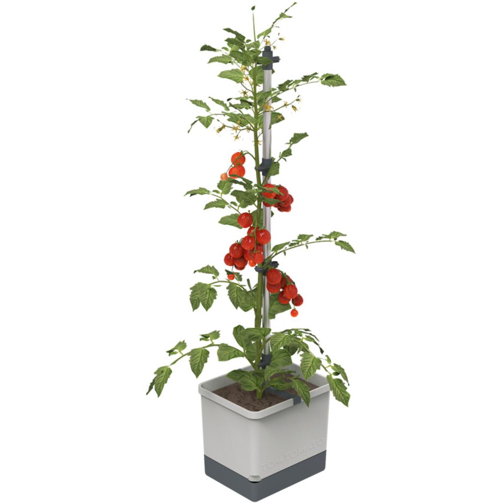 Gusta Garden TOM TOMATO Standard samozavlažovací truhlík, Obrázek produktu 