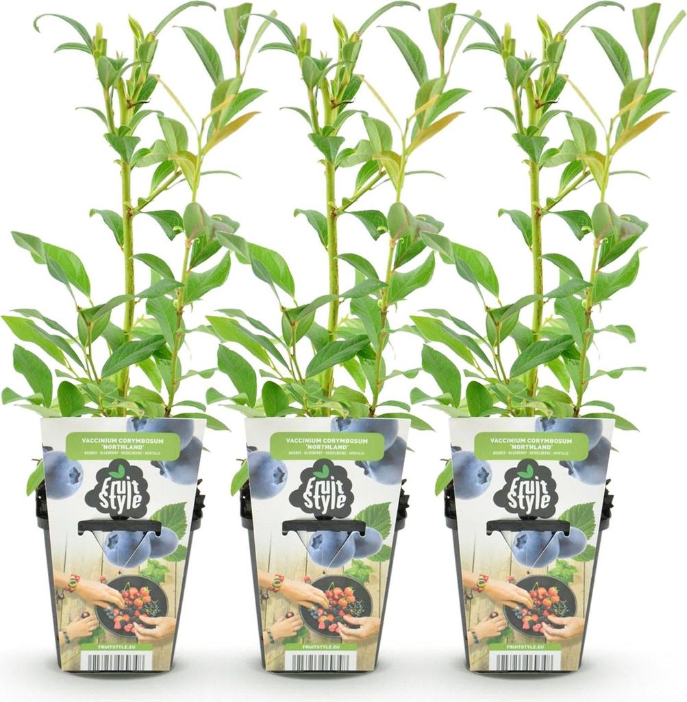 GreenboutiQ - Obstpflanzen - Blaubeere - Vaccinium Produktbild 