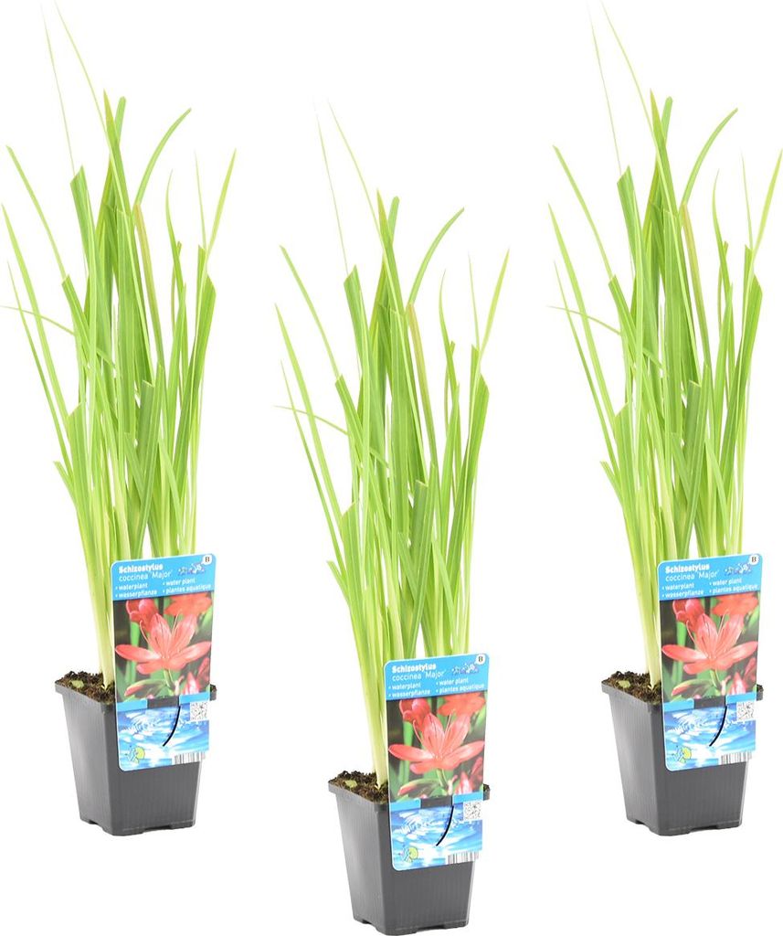 Bloomique - Zestaw 3 szt. - Schizostylis Mrs Hegarty - Zdjęcie produktu 