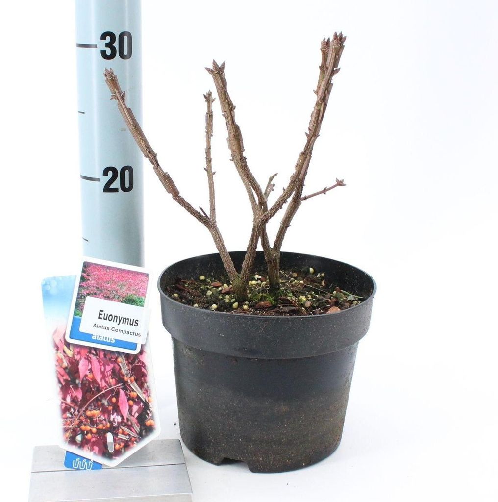 Euonymus alatus ‘Compactus’ – krzew skrzydlaty | 30–40 cm w Zdjęcie produktu 