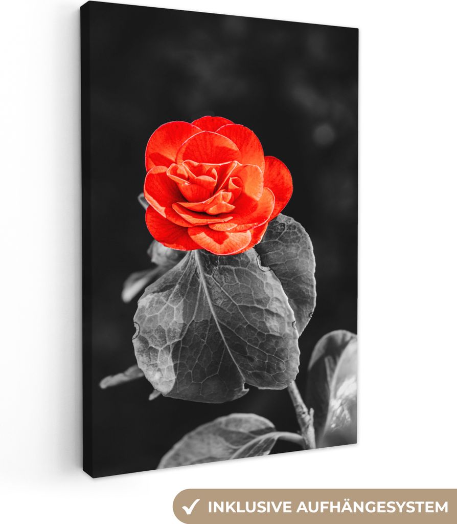 OneMillionCanvasses - Leinwandbilder - 90x140 cm, Blumen - Schwarz - Weiß - Rose - Rot, Wandbilder Kunstdruck Wanddekoration - Wandschmucke - Sc...