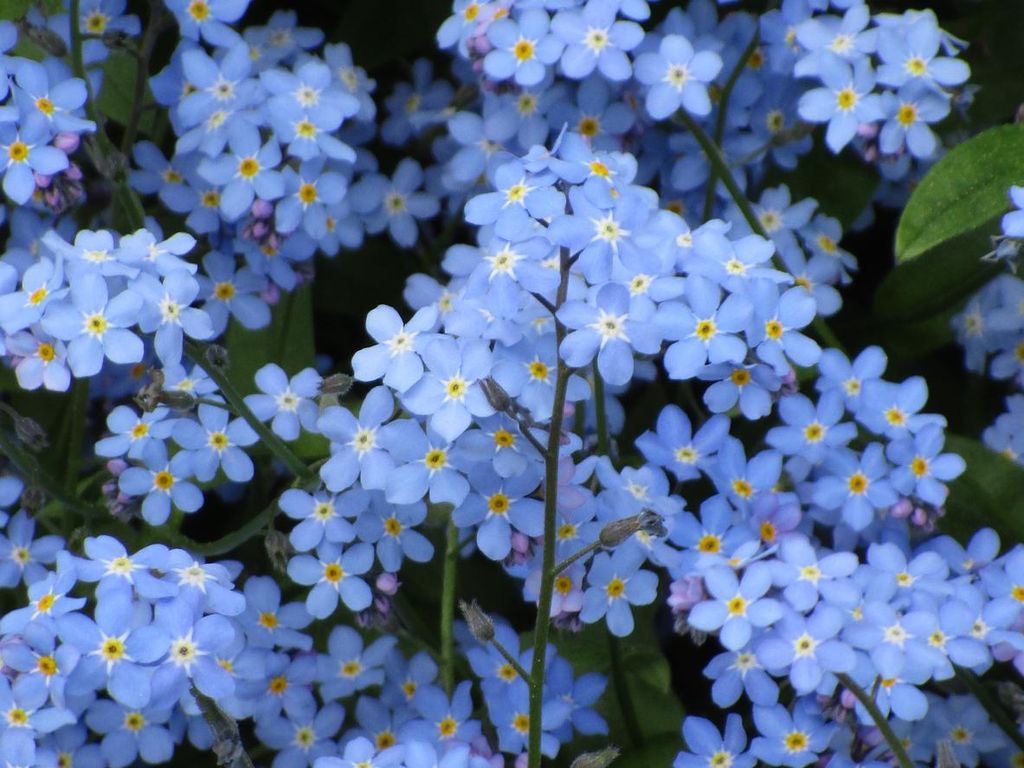 1000 Samen Alpen-Vergissmeinnicht – himmelblaue Myosotis Produktbild 