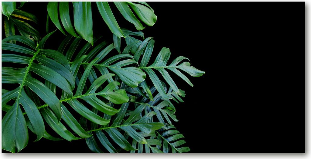Tulup Leinwandbild -100x50 cm - Wandkunst - Drucke auf Leinwand - Leinwanddruck - Blumen & Pflanzen - Grün - Fensterblatt