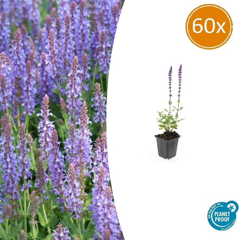 Blüten-Salbei Salvia nemorosa 'Caradonna' – 10-25cm – Ø9cm – 60 Pflanzen – Staude mit violetten Blütenkerzen & dunklen Stängeln – ...
