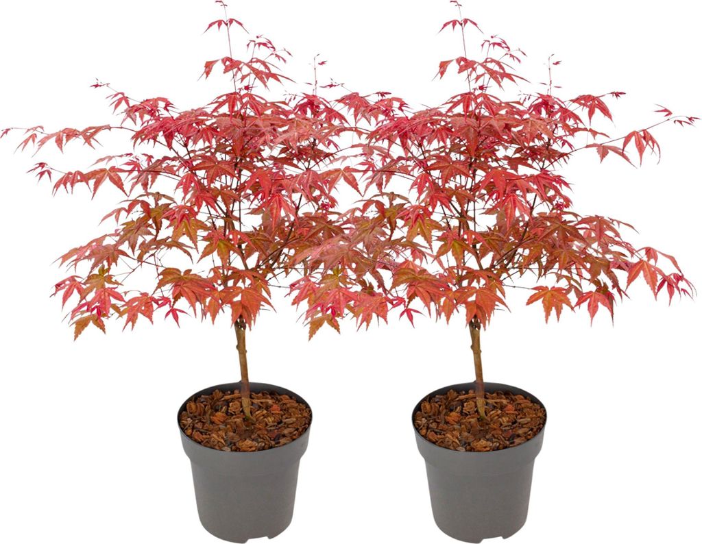 Klon japoński - 2 szt - Acer palmatum 'Beni Maiko' - Zdjęcie produktu 