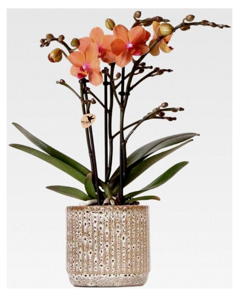 Orchideen - Orange Phalaenopsis Orchidee - Mineral Bolzano mit Jaguar Topf - Topfgröße 9cm - blühende Zimmerpflanze - frisch vom Züchter