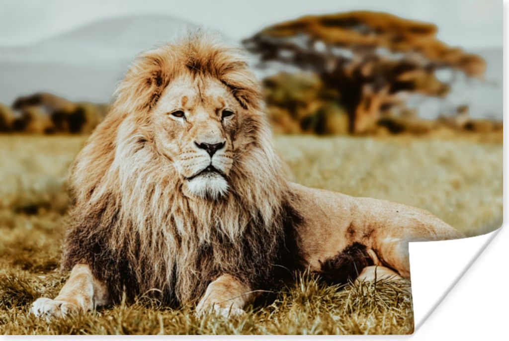 MuchoWow Poster Löwen - Wild - Afrika 90x60 cm - Schlafzimmer