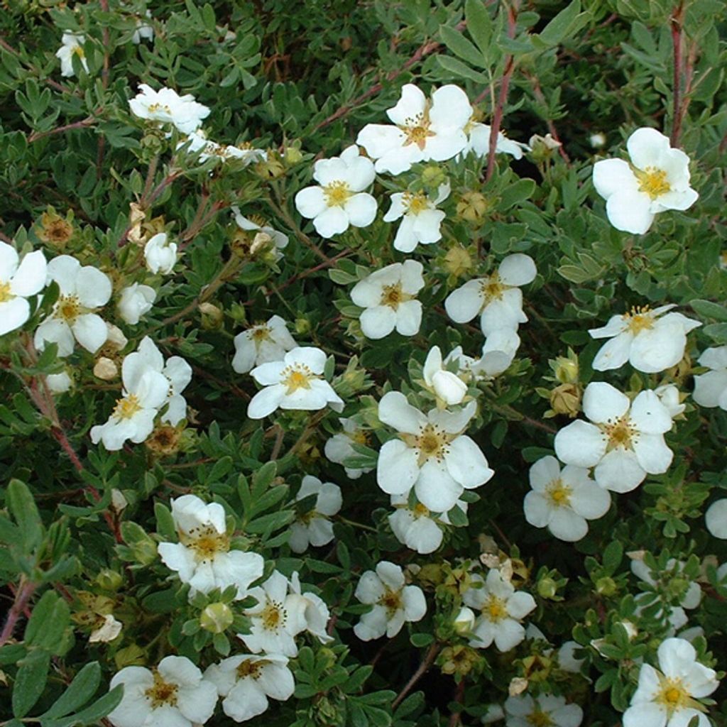 Fingerstrauch - Potentilla fruticosa 'Abbotswood' | 50-60 cm in Container