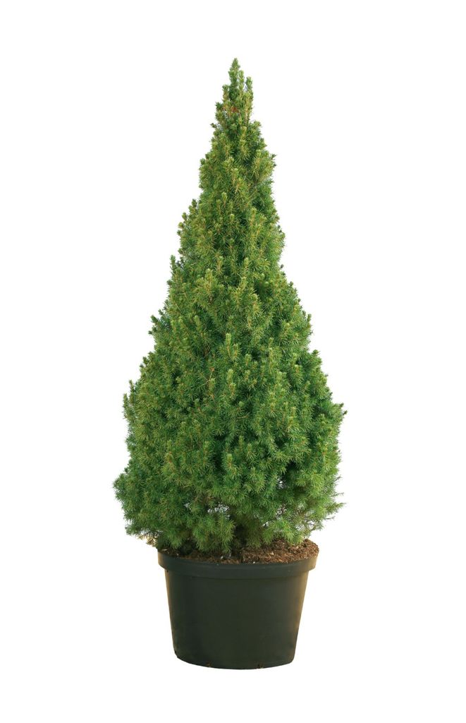 Picea glauca Conica Zuckerhutfichte Kaufland.de