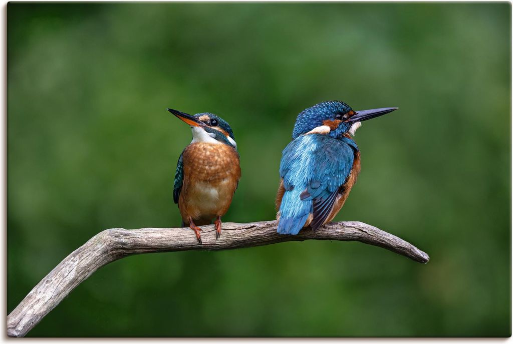 ARTland Leinwandbild Zwei Eisvogel Größe: 90x60 cm