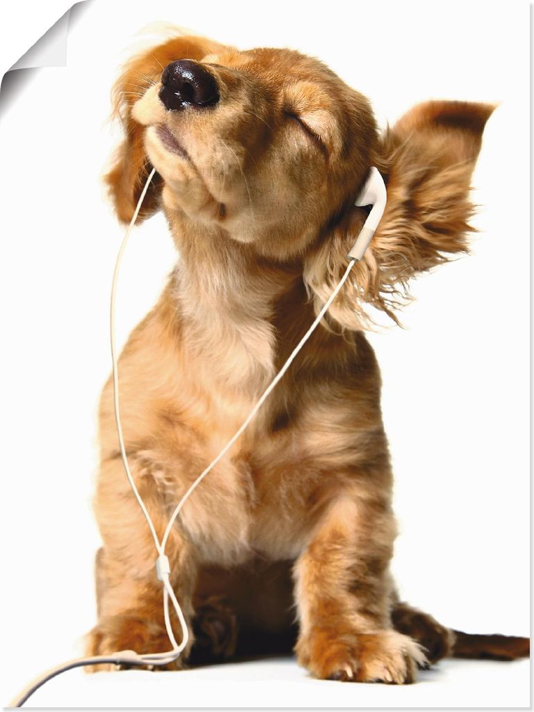 ARTland Poster Junger Hund hört Musik über Kopfhörer Größe: 45x60 cm