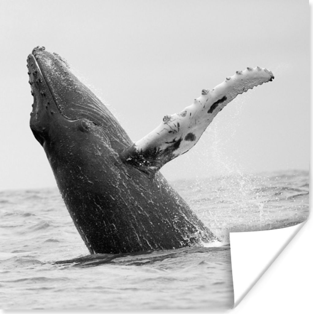 MuchoWow Poster Buckelwal im Meer bei Costa Rica in schwarz-weiß 50x50 cm - Wohnzimmerdekoration