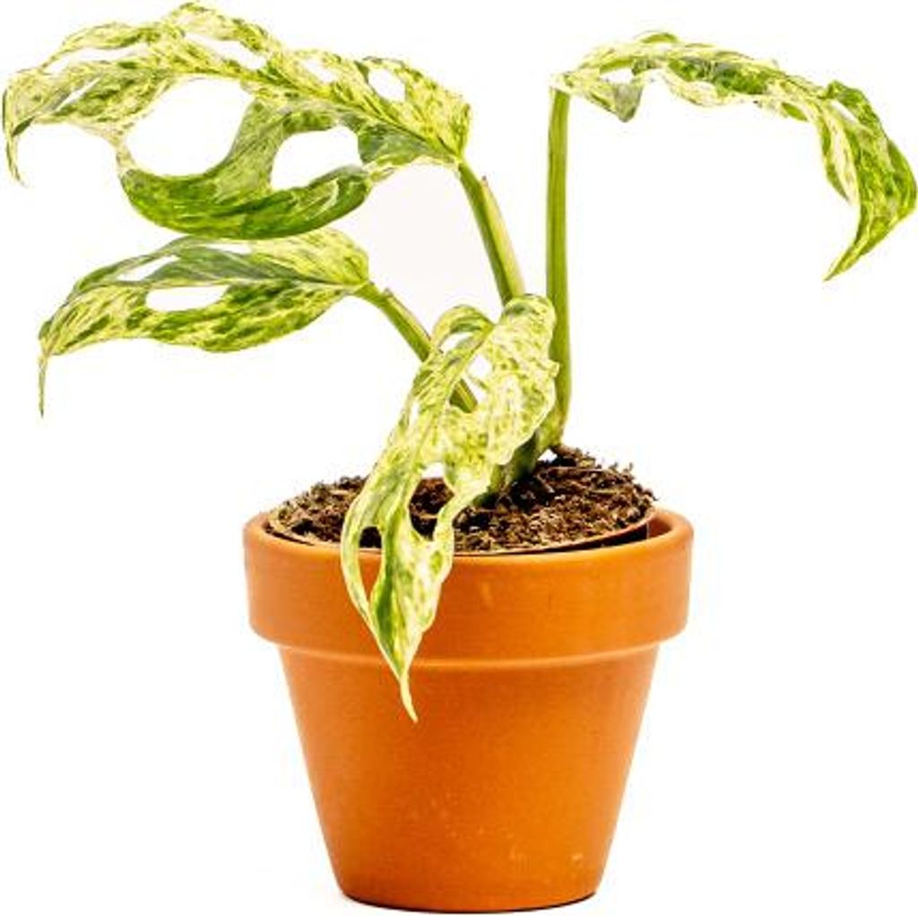 Gardners Monstera Frozen Freckles, priemer 6 cm Obrázok produktu 