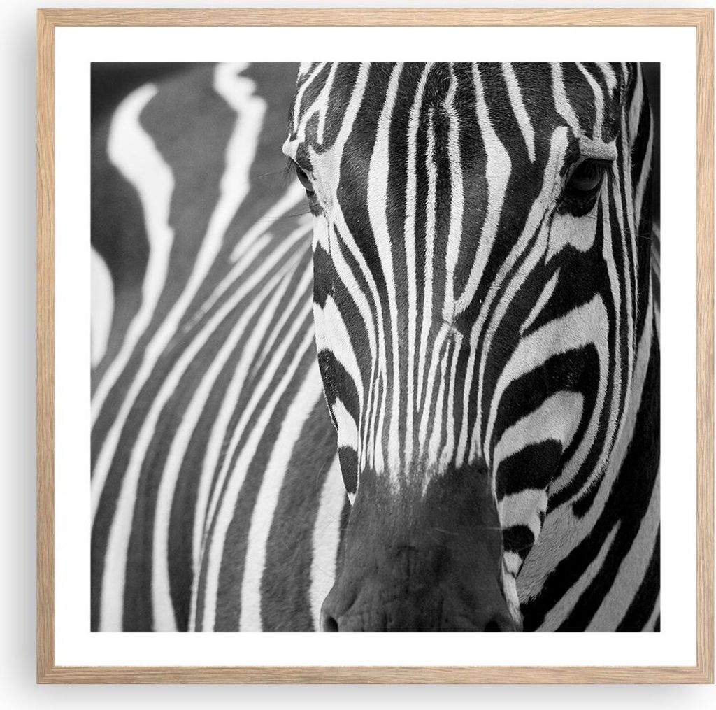 Gerahmtes Poster - Rahmen in heller Eiche - Tiere Zebra gestreift - 60x60 cm - Wand Bild - Wanddeko - Wandbilder - Wandposter - Bilderrahmen - Bild...