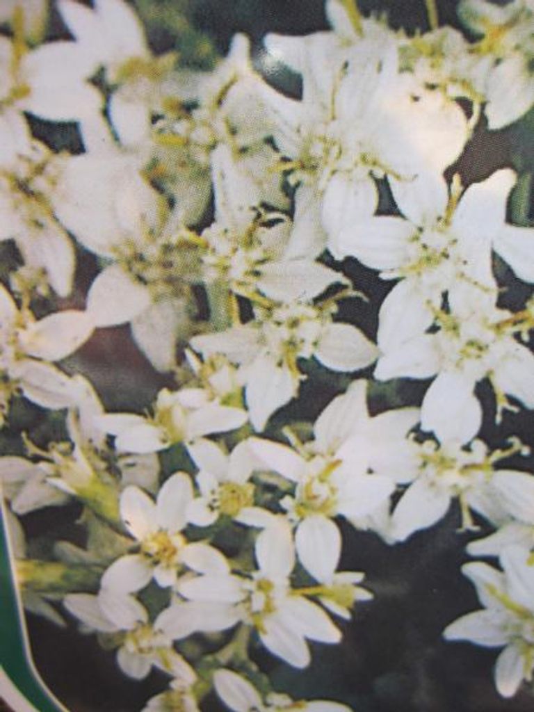 Gänseblümchenstrauch - Olearia haastii - Massliebchenstrauch - 40-60cm