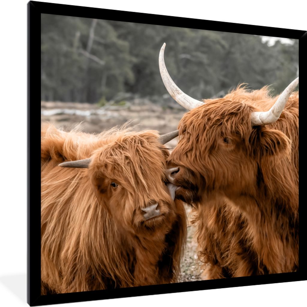 MuchoWow Gerahmtes Poster Schottischer Highlander - Kuh - Tiere 40x40 cm - Poster mit Schwarzem Bilderrahmen Wandposter Rahmen Foto Bilder - Mit ...