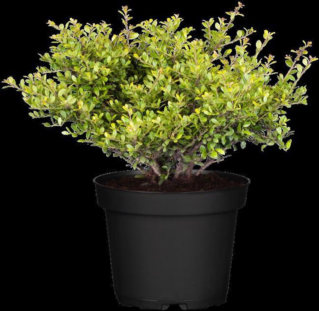 Ilex crenata 'Stokes', Japanische Stechpalme, 15–20 cm Produktbild 