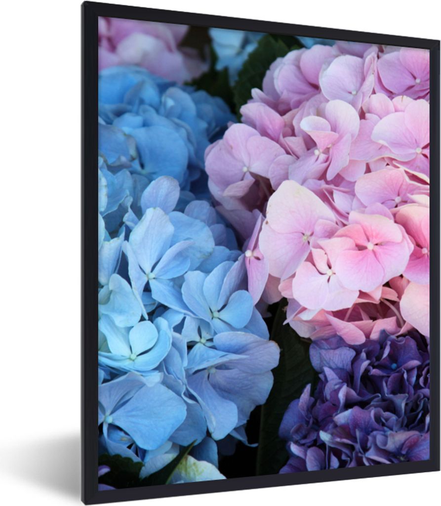 MuchoWow Gerahmtes Poster Blumen - Strauch - Hortensie - Botanisch 30x40 cm - Poster mit Schwarzem Bilderrahmen Wandposter Rahmen Foto Bilder - W...