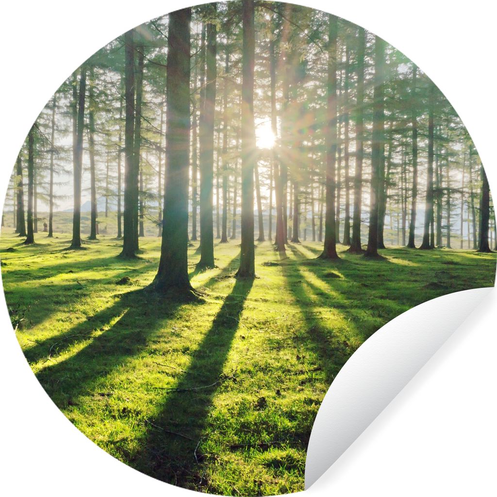 MuchoWow Runde Wandtattoo - Wandsticker Tapete Aufkleber Bäume - Natur - Wald Ø 100 cm Selbstklebend und Repositionierbar - Wandaufkleber - Kre...