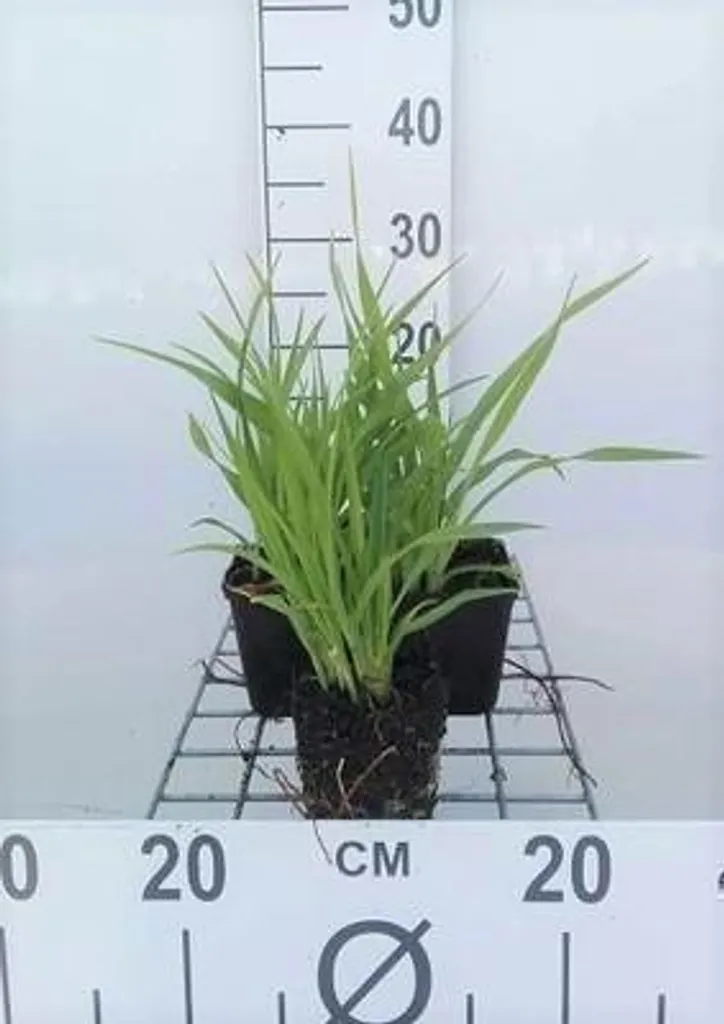 Hemerocallis Lemon Bells Jaune Citron - 6 Godets de Vivaces Rustiques