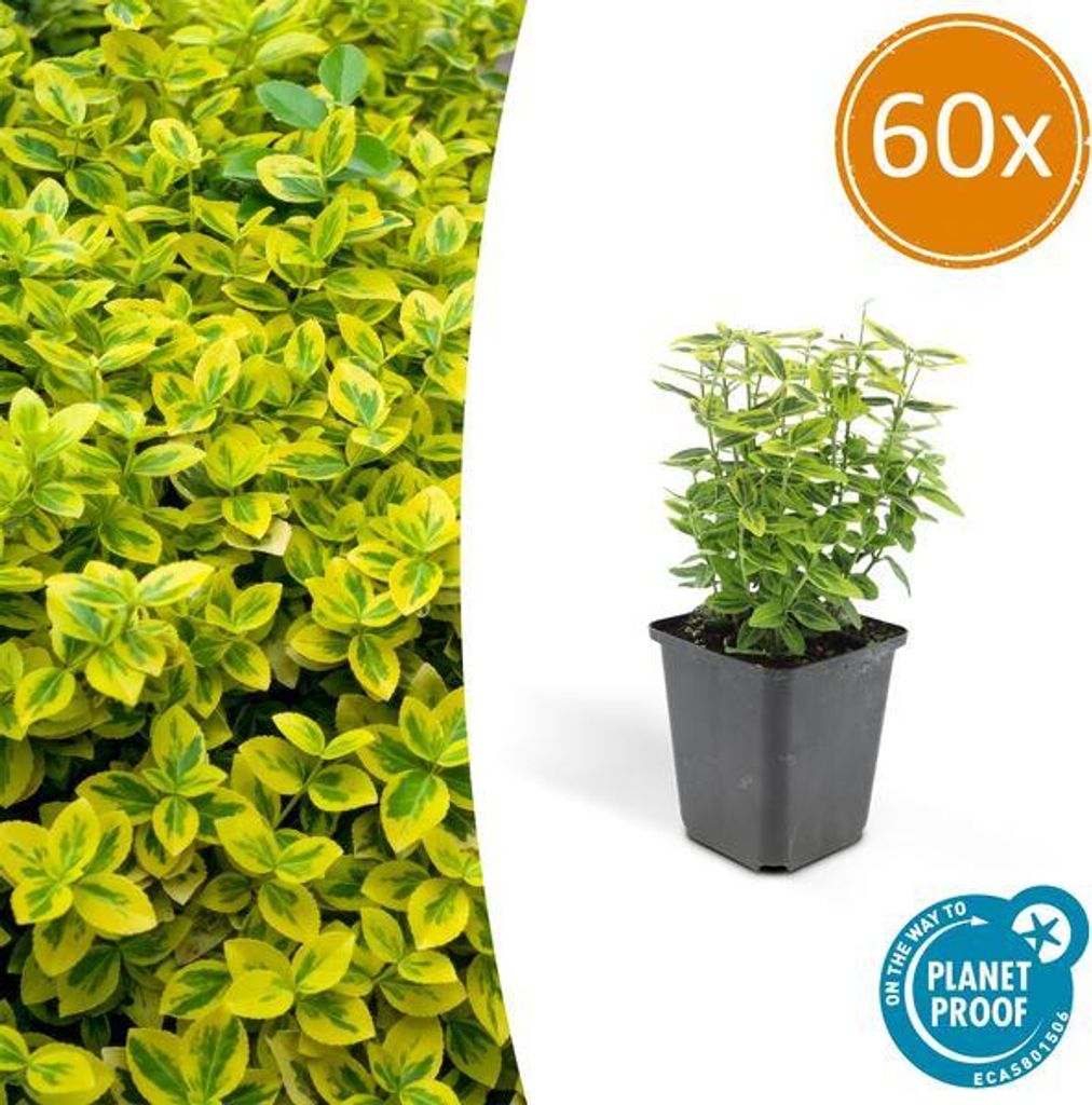 Spindelstrauch Euonymus fortunei 'Emerald 'n Gold' – 60 Pflanzen – 10-25cm – Ø9cm – Immergrün – Bodendecker, Hecke & Solitär