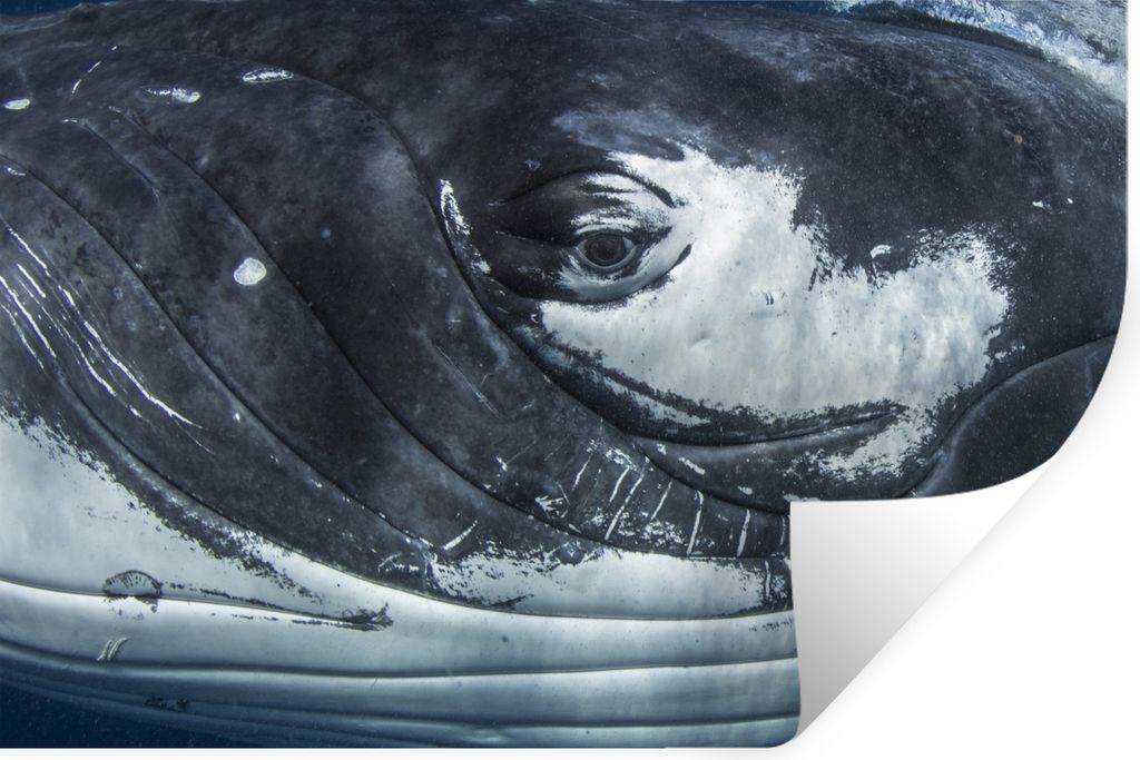 MuchoWow - Aufkleber