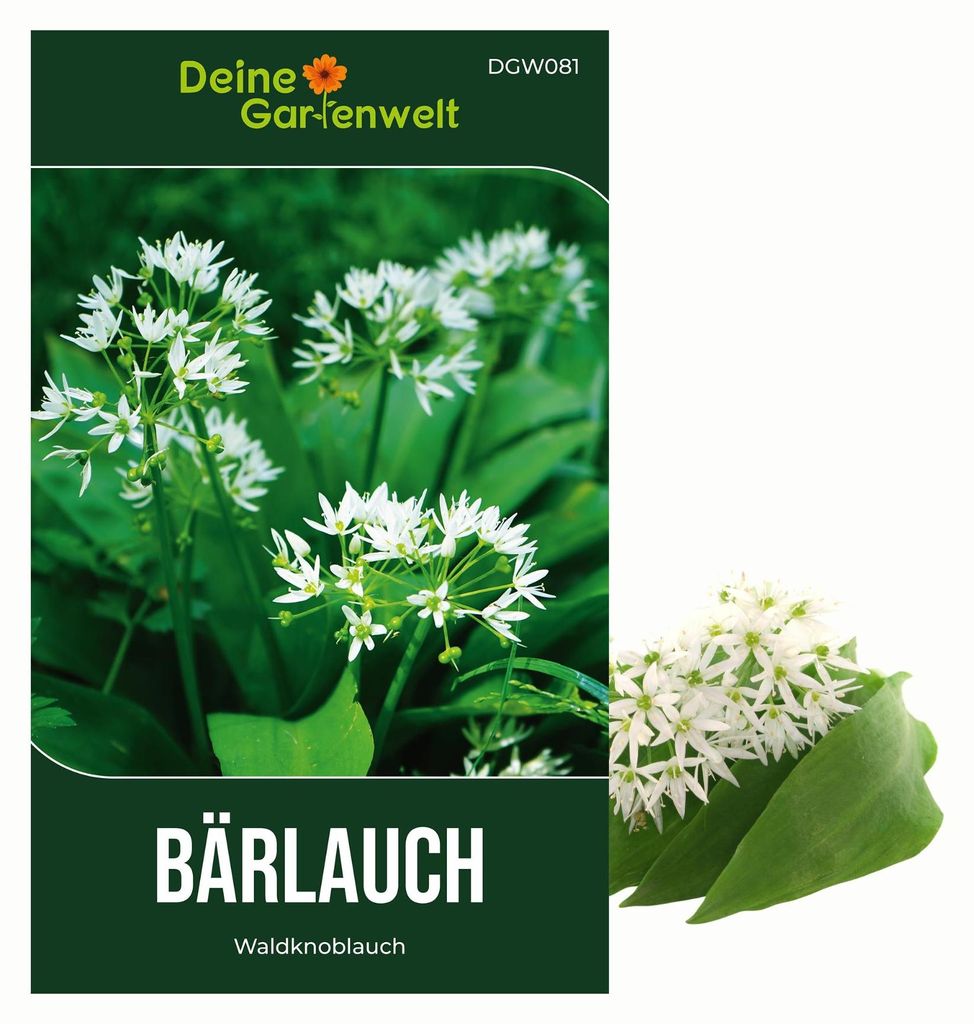 Bärlauch Waldknoblauch Samen - Allium ursinum - Bärlauchsamen - Kräutersamen - Saatgut für 20 Pflanzen