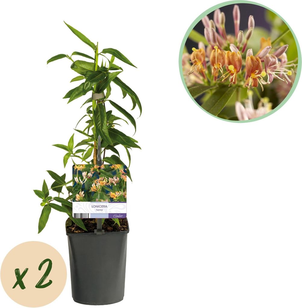 GreenboutiQ - Geißblatt - Lonicera henryi - Blüte Rosa - Wenig Pflege - 2 Pflanzen - Topf 11cm Höhe 40cm