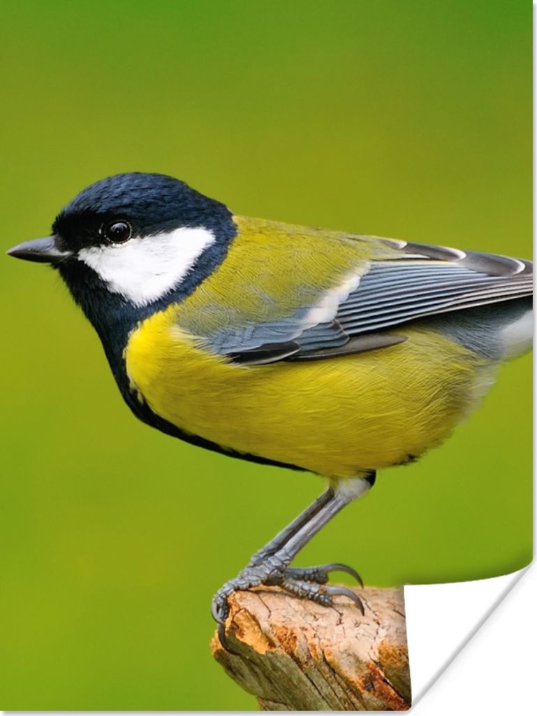 MuchoWow Poster Vogel - Kohlmeise - Tiere - Grün 90x120 cm - Wohnzimmer