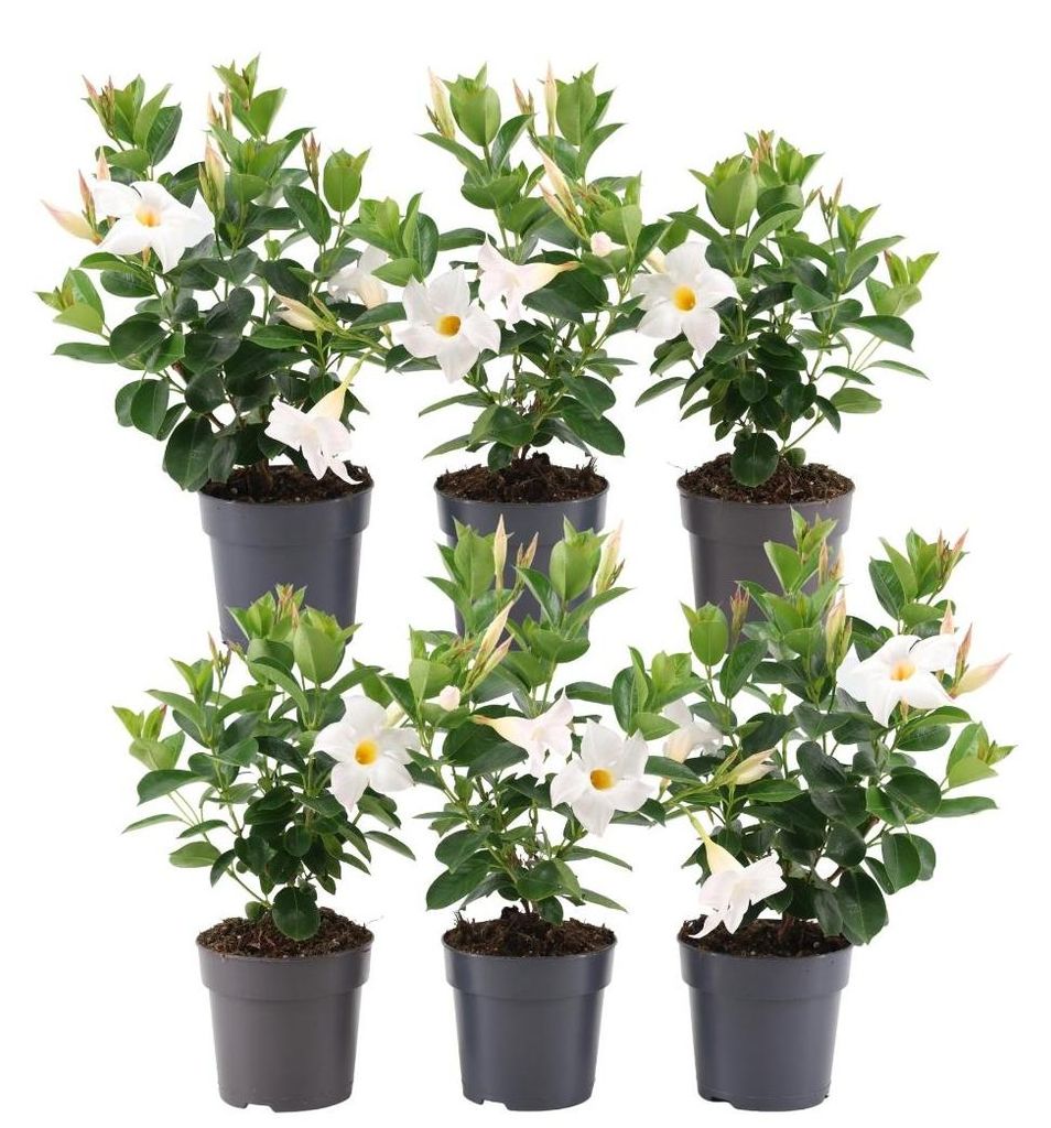 Plants by Frank | 6 Dipladénia White | Mandevilla | Fleurs Image du produit 