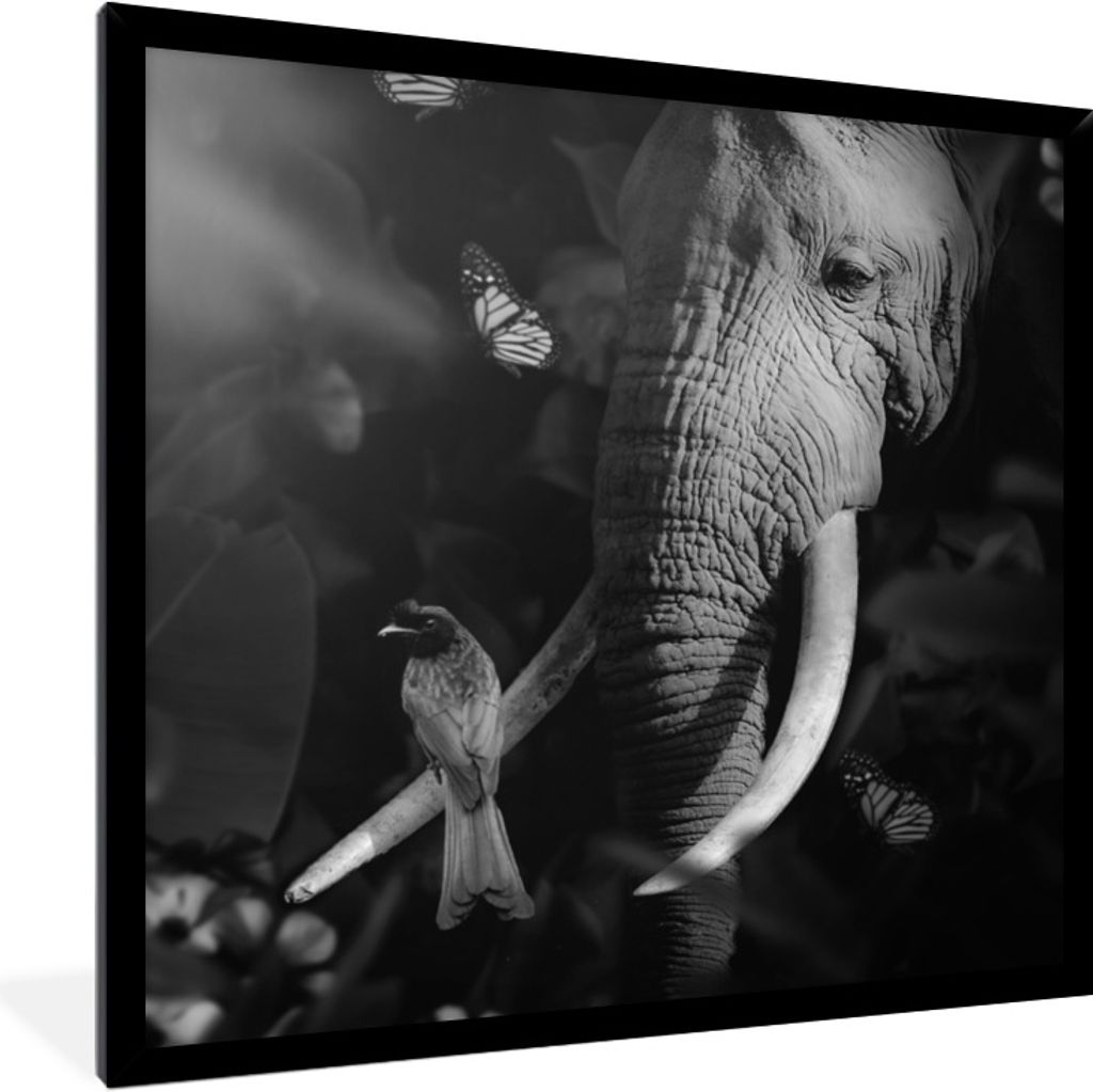 MuchoWow Gerahmtes Poster Vogel - Elefant - Dschungel - Schwarz - Weiß 40x40 cm - Poster mit Schwarzem Bilderrahmen Wandposter Rahmen Foto Bilde...