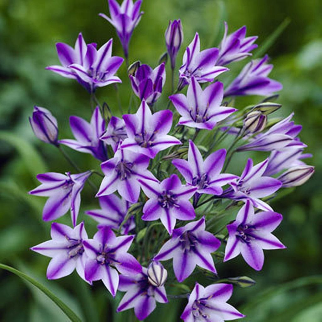 Kalifornský hyacint Brodiaea Triteleia Red 10 ks. Cibule Obrázok produktu 