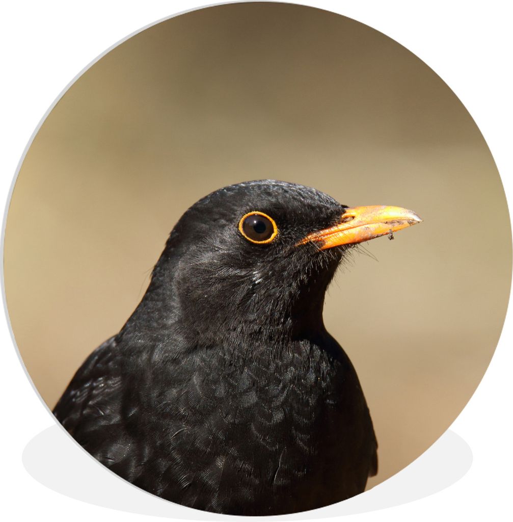 MuchoWow Rundes Wandbild - Runde Bilder Männliche Amsel mit gelbem Schnabel Ø 30 cm Kreis Wanddekoration Kunststoff - Wandkreis - Wandschmuck -...