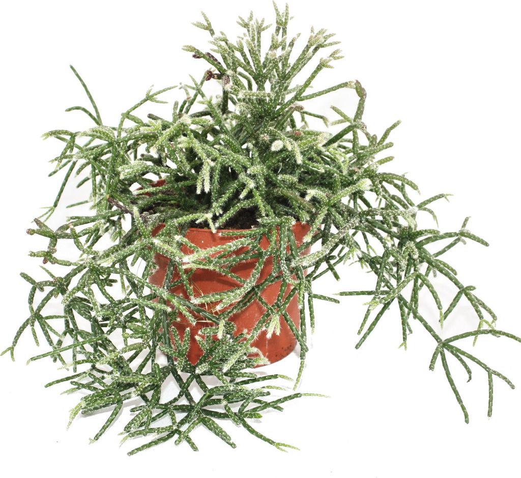 Rhipsalis pilocarpa - Korallenkaktus - im 12cm Topf Produktbild 