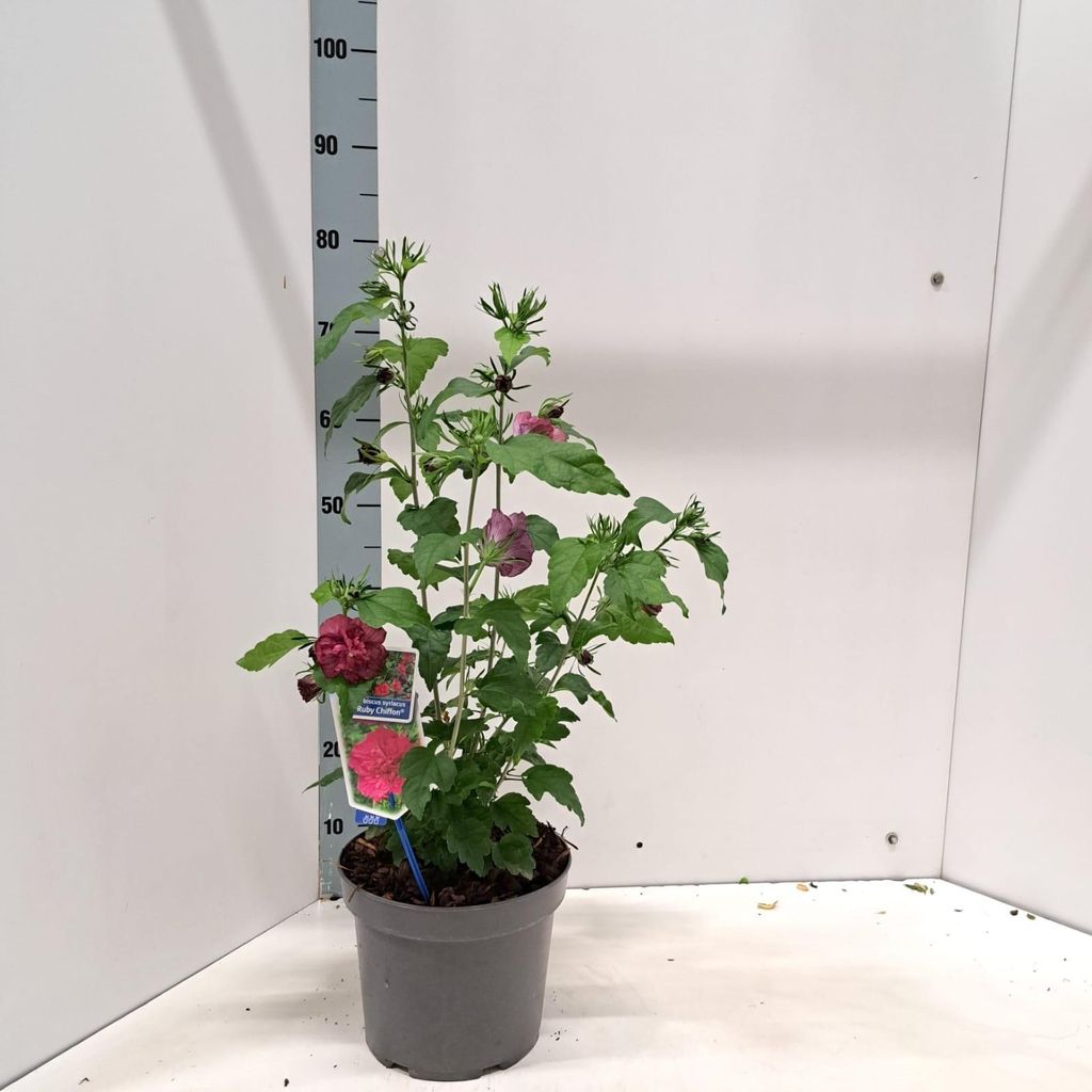 Hibiscus syriacus 'Ruby Chiffon' - Garteneibisch | 60-70 cm im Topf