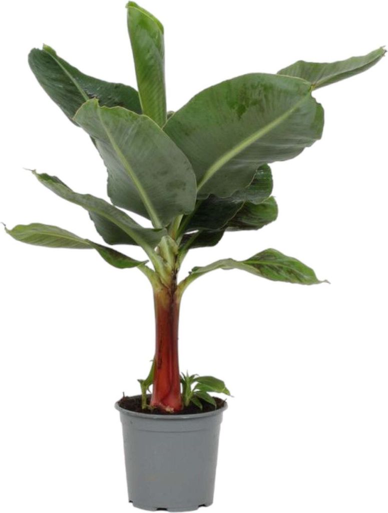 Trendyplants - Musa - Bananenbaum - Zimmerpflanze - Höhe 80-100 cm - Topfgröße Ø21cm