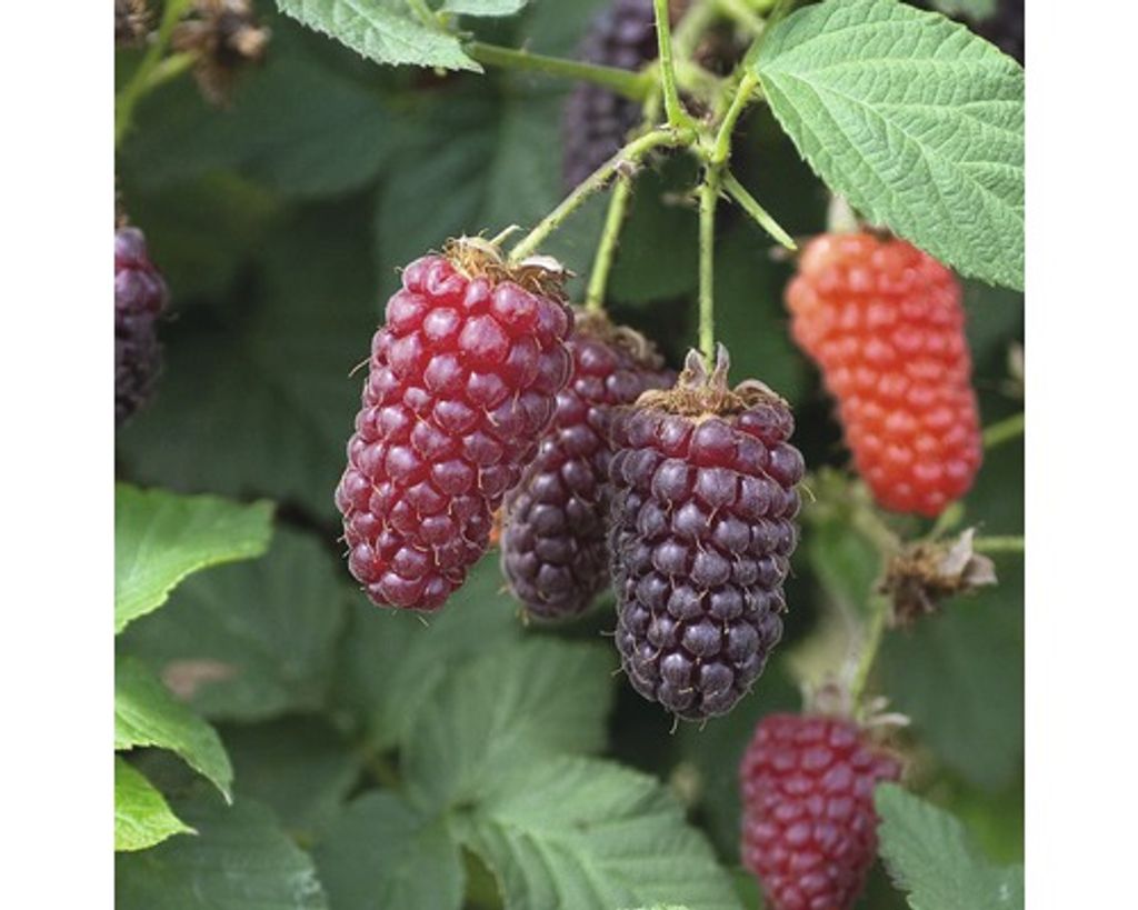 Brombeere Loganbeere FloraSelf Rubus Kaufland.de